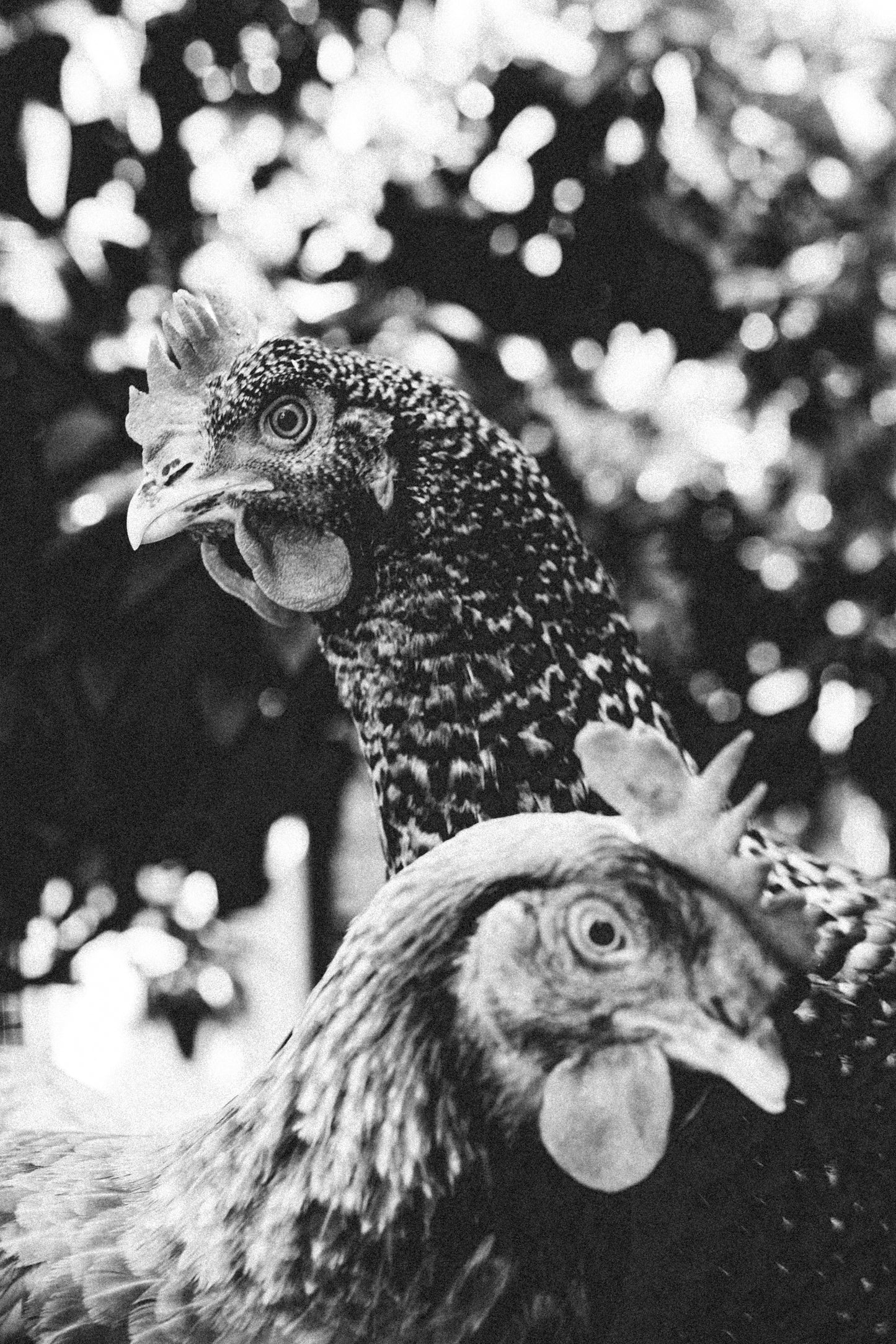 Spring Equinox Brunch with Chefs Taren & Vilda