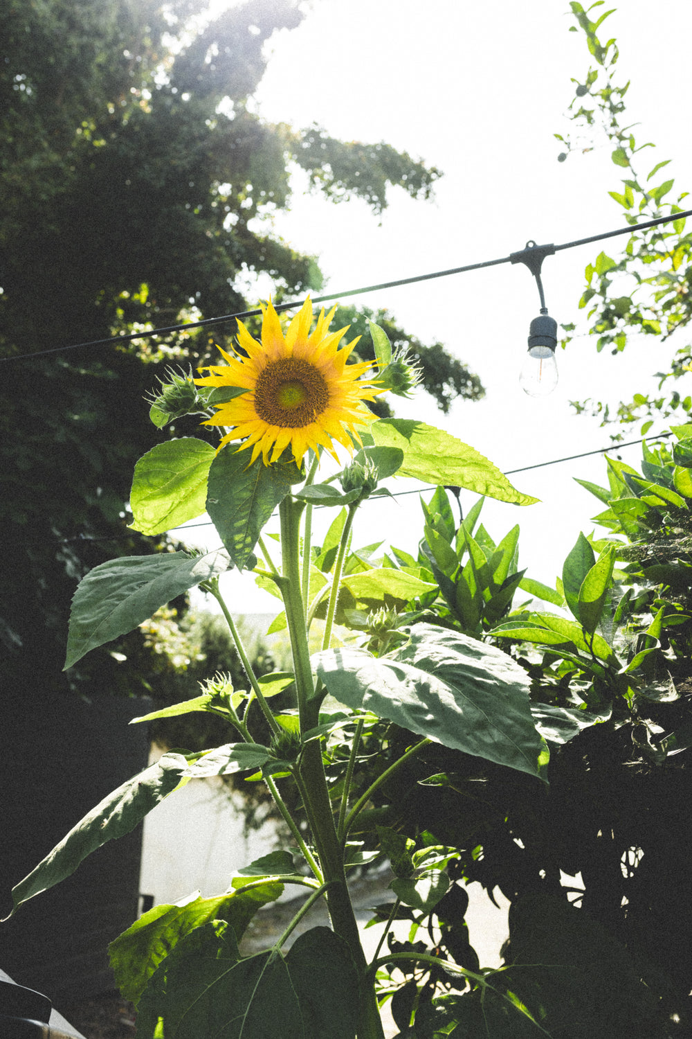 Spring Equinox Brunch with Chefs Taren & Vilda