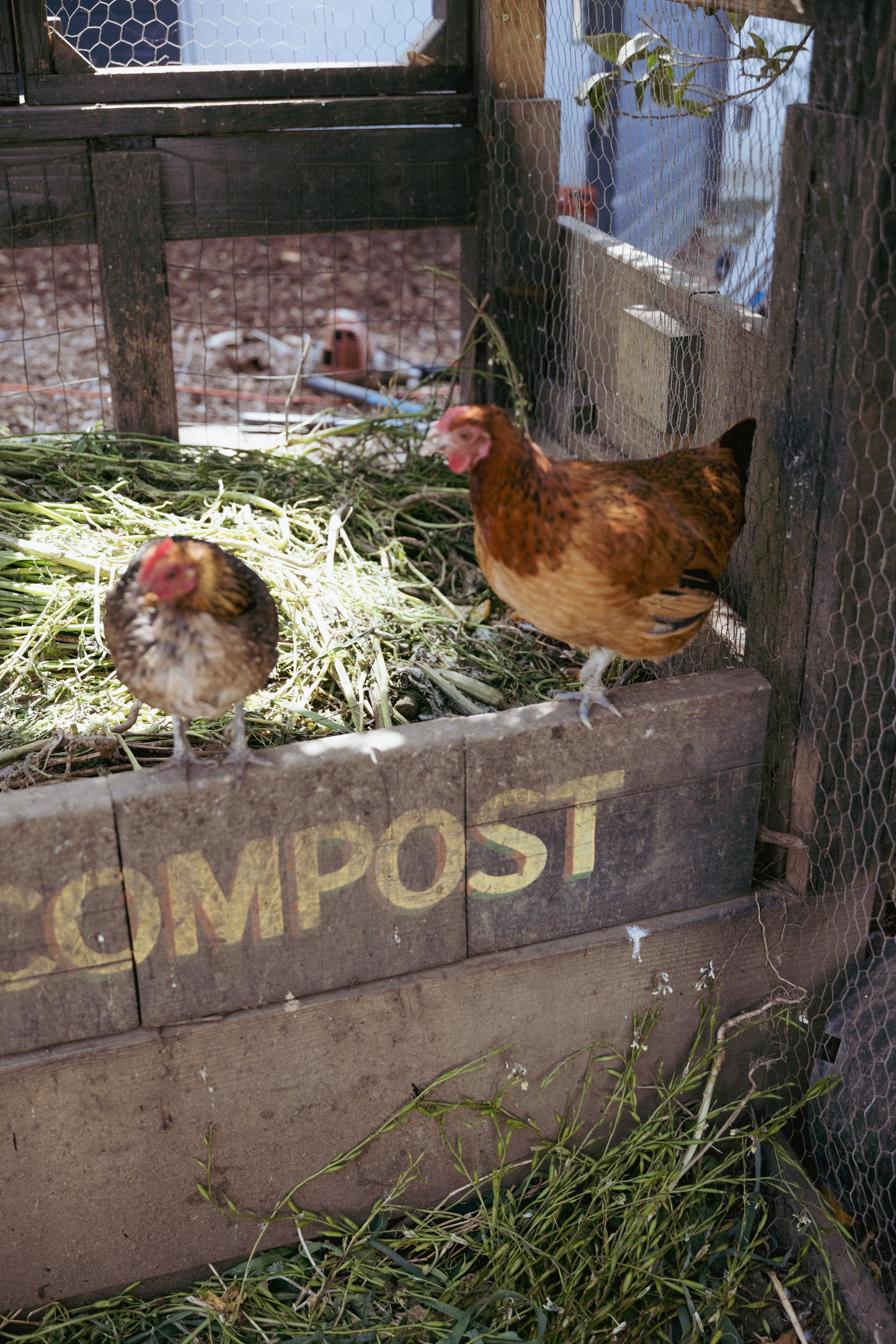 Salad (Bar) Forever: The Return of the Salad Bar with Chef Balo and The Angel at Little City Farm