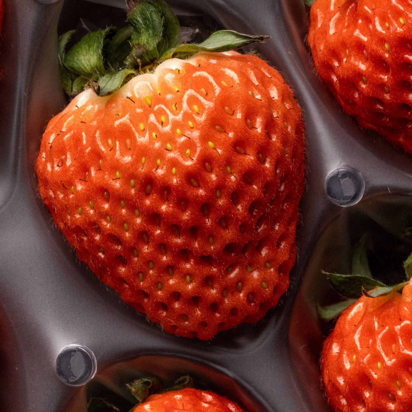 TYSM X Oishii: Omakase Berry Valentine's Day Arrangement
