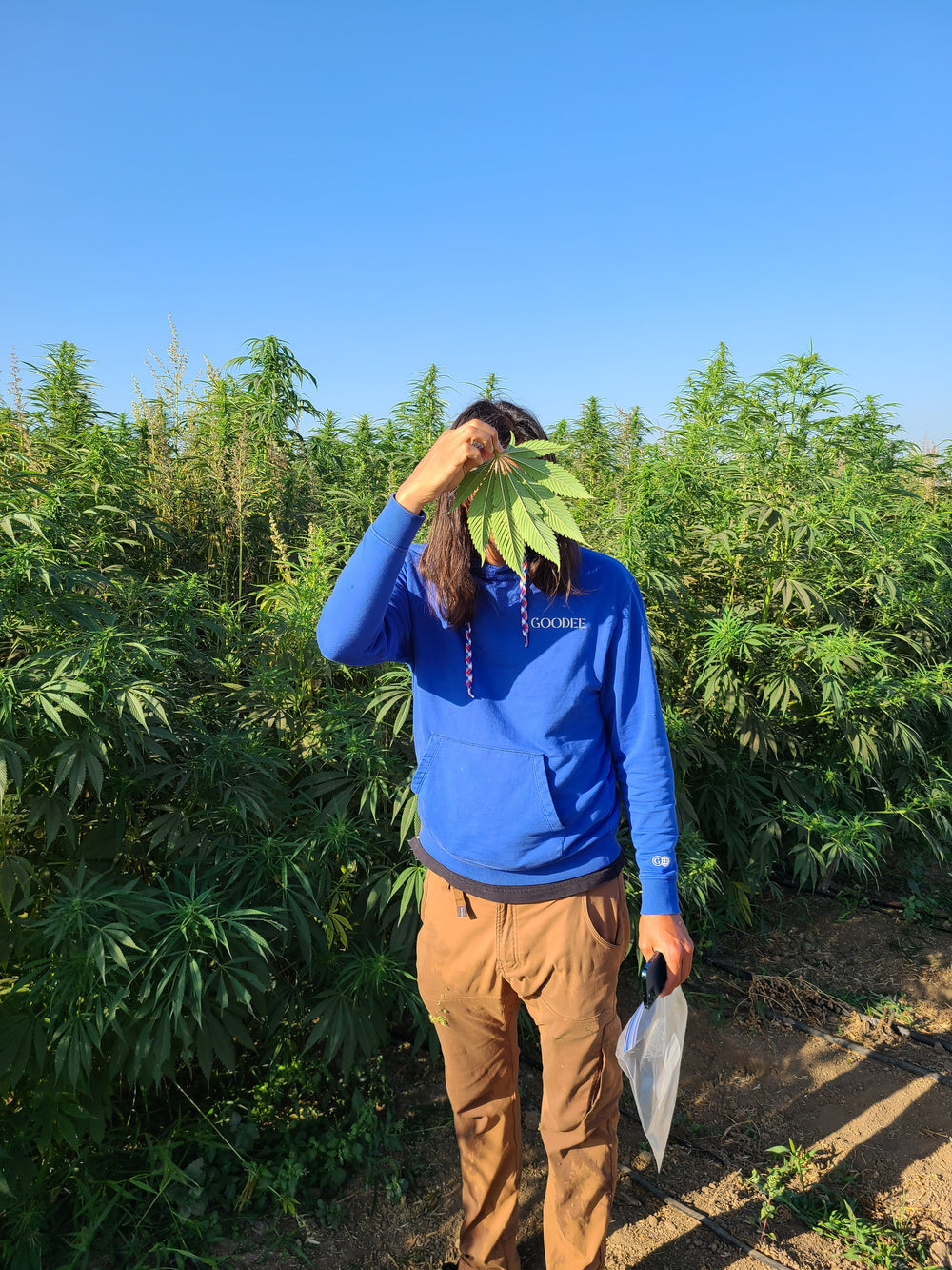 Limited Edition Gusto Green Hemp Za’atar Spice Blend: Batch #001