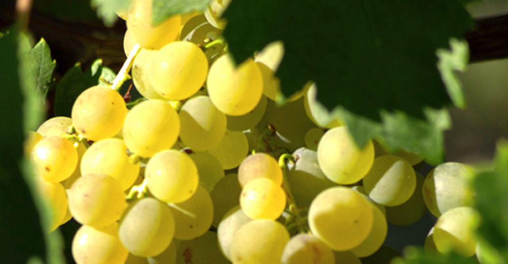 LA MESMA + OLEK BONDONIO WINE DINNER at THE TASTING KITCHEN