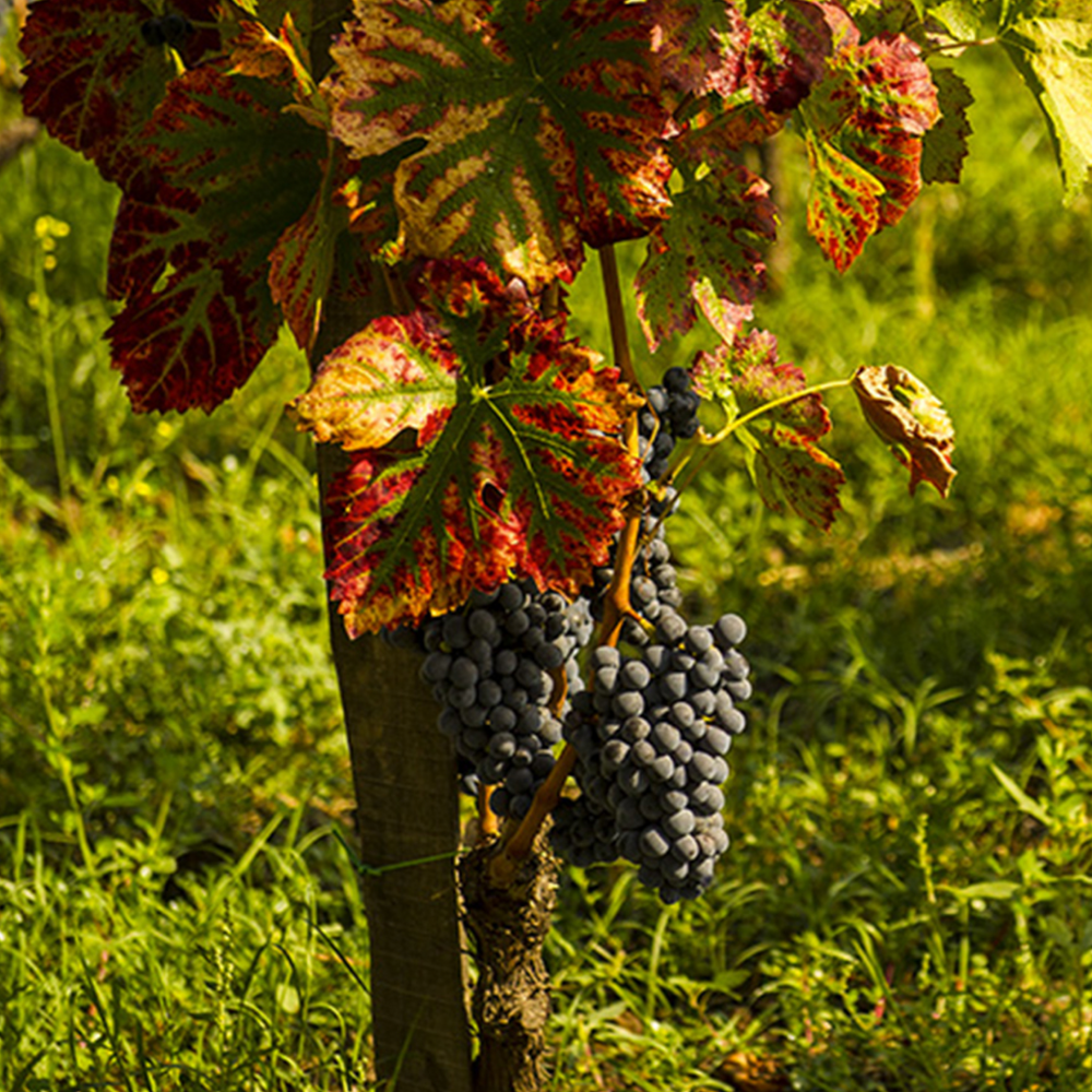 Etna Wine Dining Experience, by The Tasting Kitchen