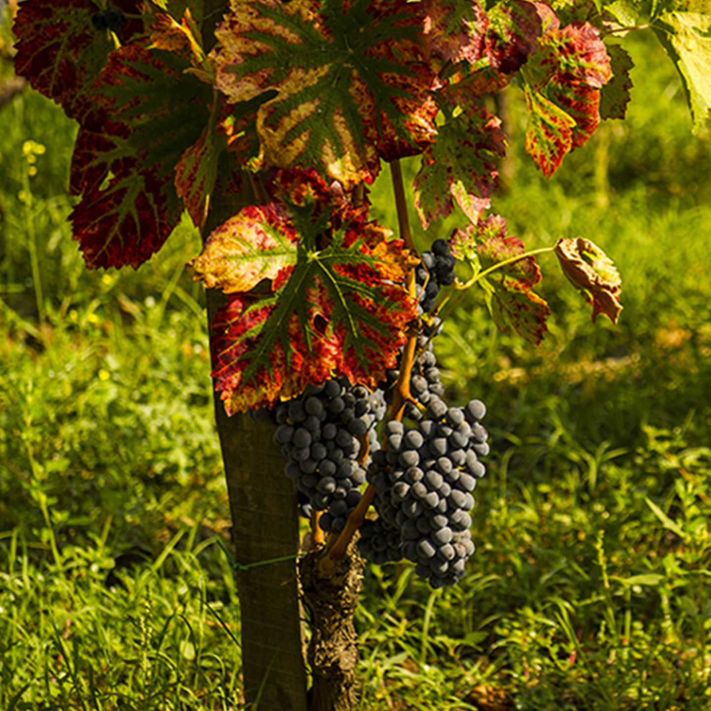 Etna Wine Dining Experience, by The Tasting Kitchen