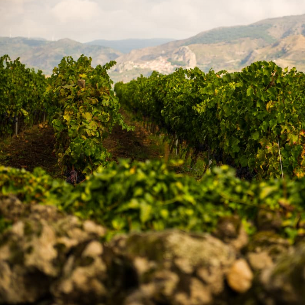 Etna Wine Dining Experience, by The Tasting Kitchen