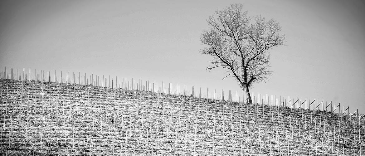 Ca' del Baio Wine Dinner, by The Tasting Kitchen