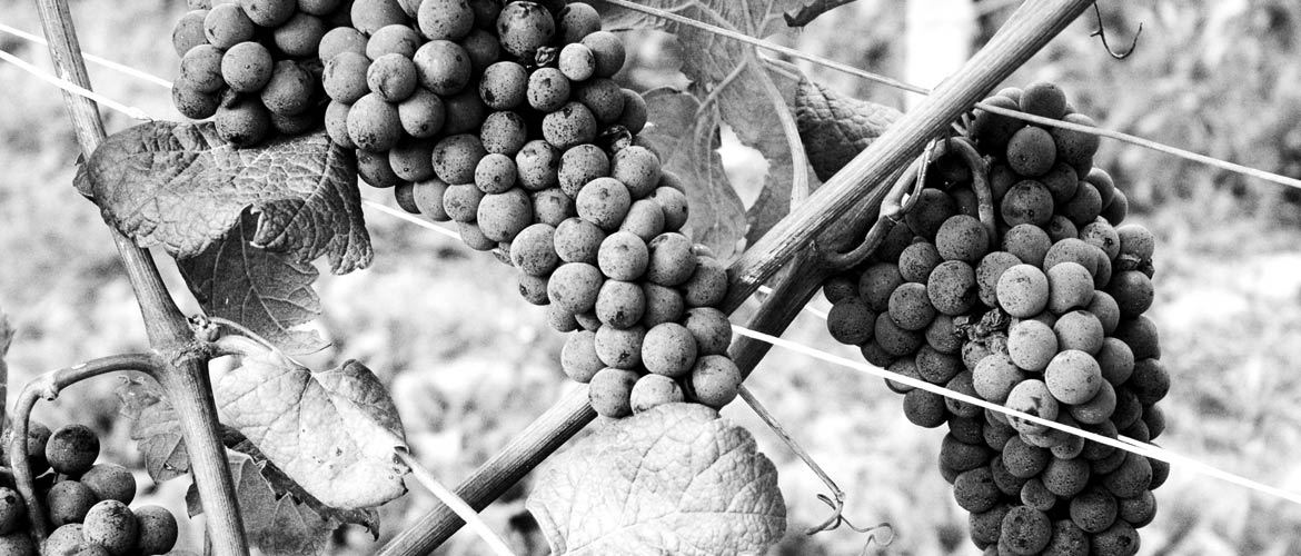 Ca' del Baio Wine Dinner, by The Tasting Kitchen