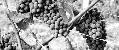 Ca' del Baio Wine Dinner, by The Tasting Kitchen